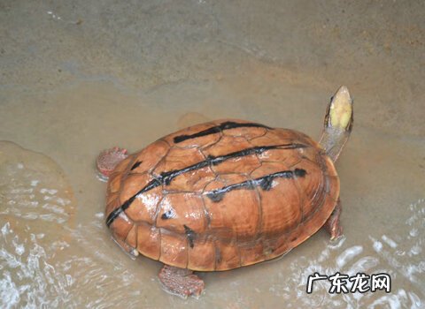 小金钱龟的饲养方法 金钱龟怎么饲养方法