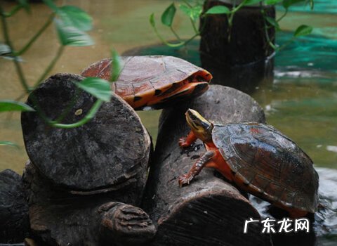 小金钱龟的饲养方法 金钱龟怎么饲养方法