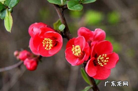 海棠花开在什么季节 海棠花什么时候开什么时候谢