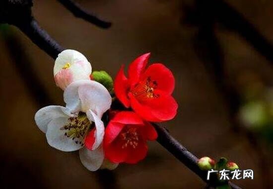 海棠花开在什么季节 海棠花什么时候开什么时候谢