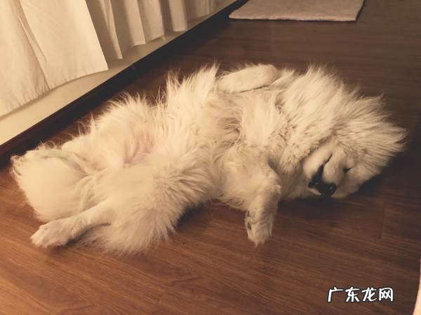 为什么狗狗睡主人床头 狗睡卧室门口风水