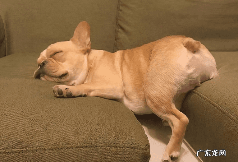 为什么狗狗睡主人床头 狗睡卧室门口风水