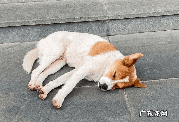 为什么狗狗睡主人床头 狗睡卧室门口风水