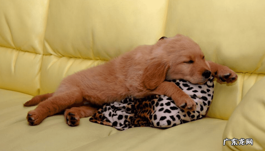 为什么狗狗睡主人床头 狗睡卧室门口风水