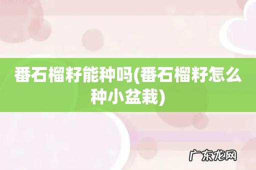 番石榴籽怎么种小盆栽 番石榴籽能种吗