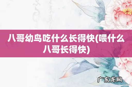 喂什么八哥长得快 八哥幼鸟吃什么长得快