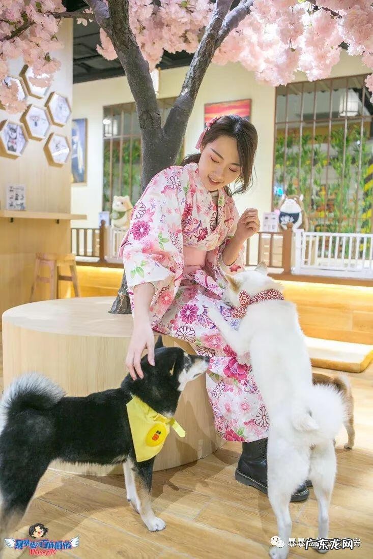 柴米豆 小柴豆柴