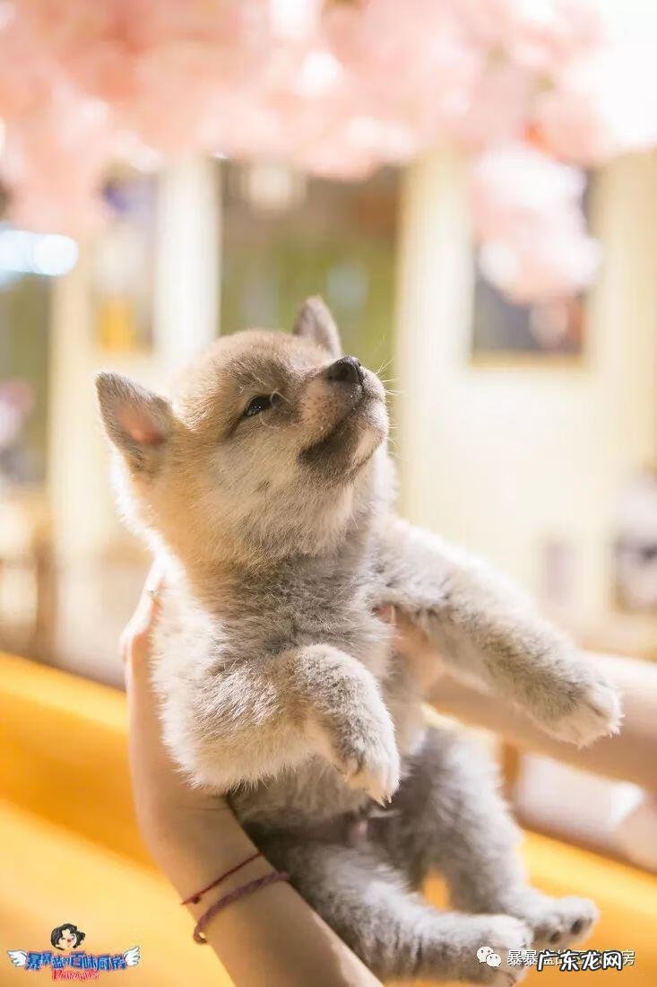 柴米豆 小柴豆柴