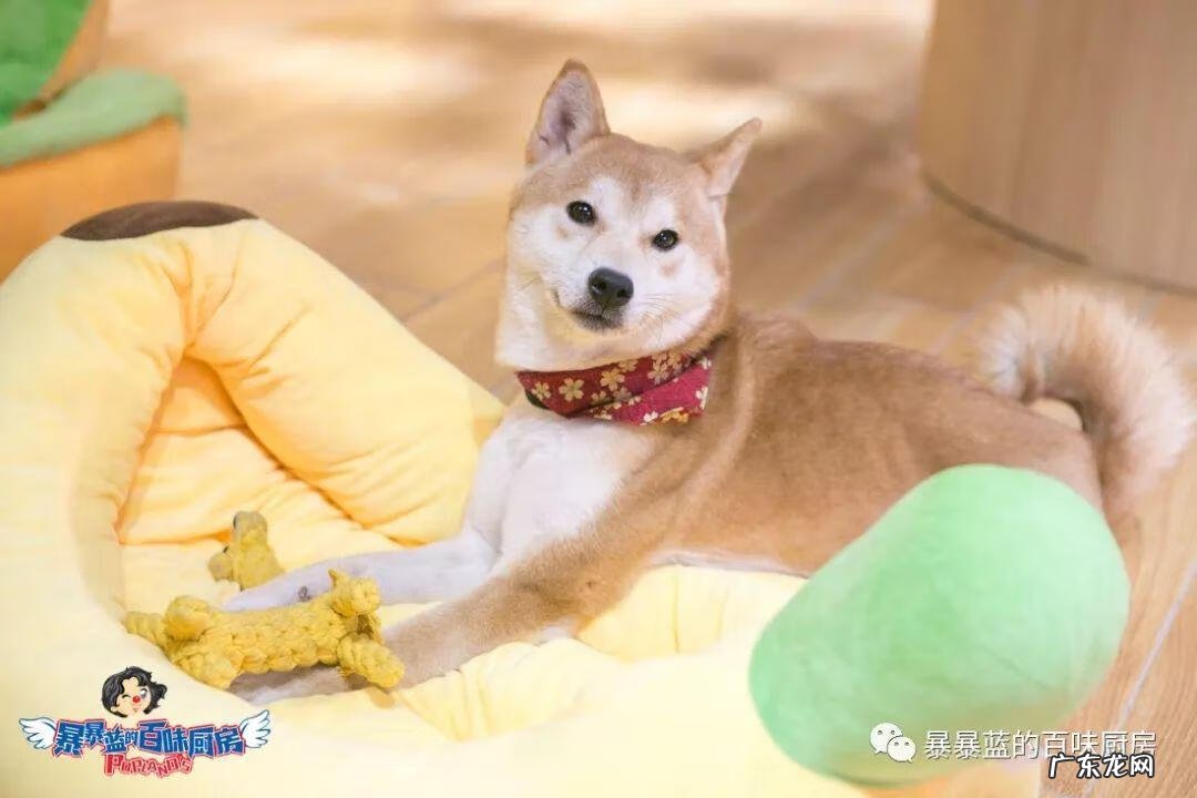 柴米豆 小柴豆柴