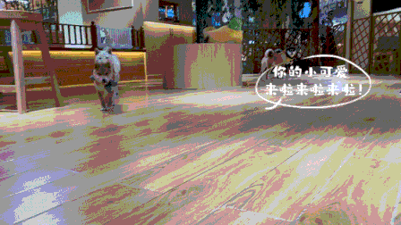 柴米豆 小柴豆柴