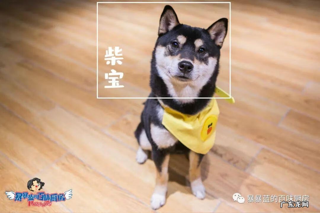 柴米豆 小柴豆柴