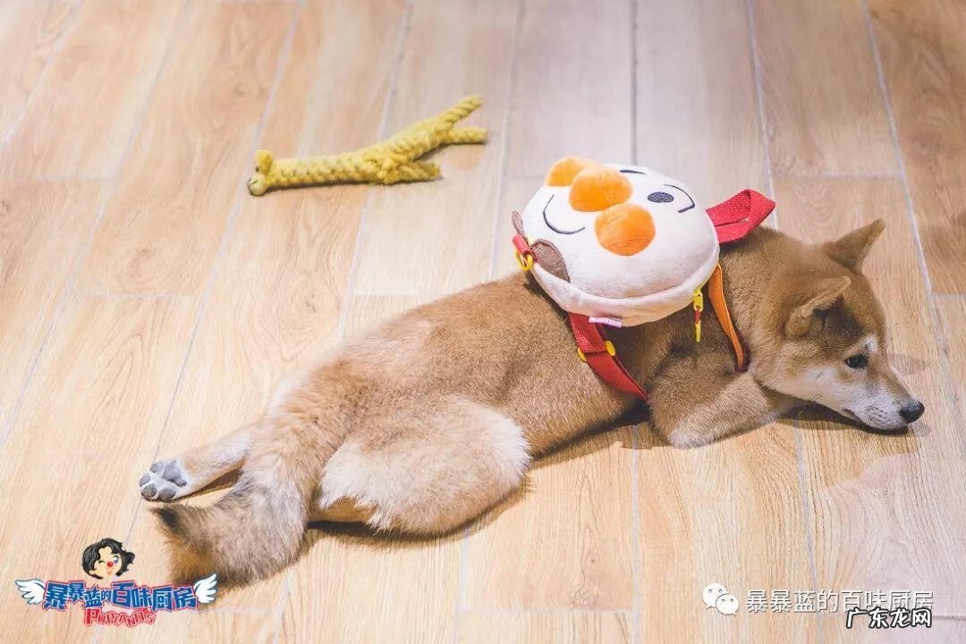 柴米豆 小柴豆柴