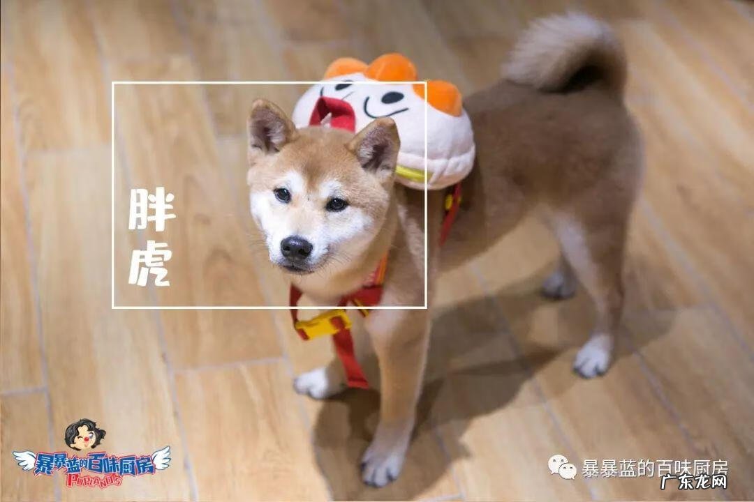 柴米豆 小柴豆柴