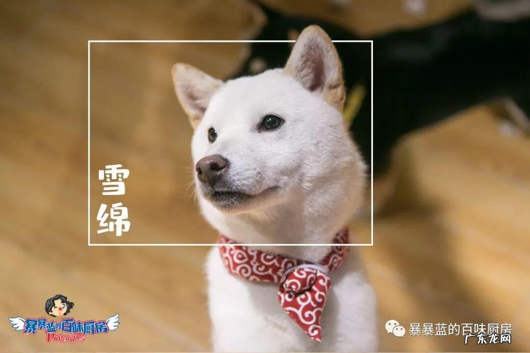 柴米豆 小柴豆柴