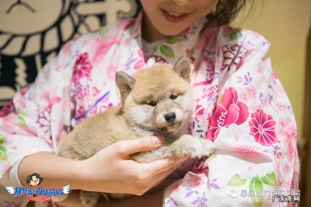 柴米豆 小柴豆柴