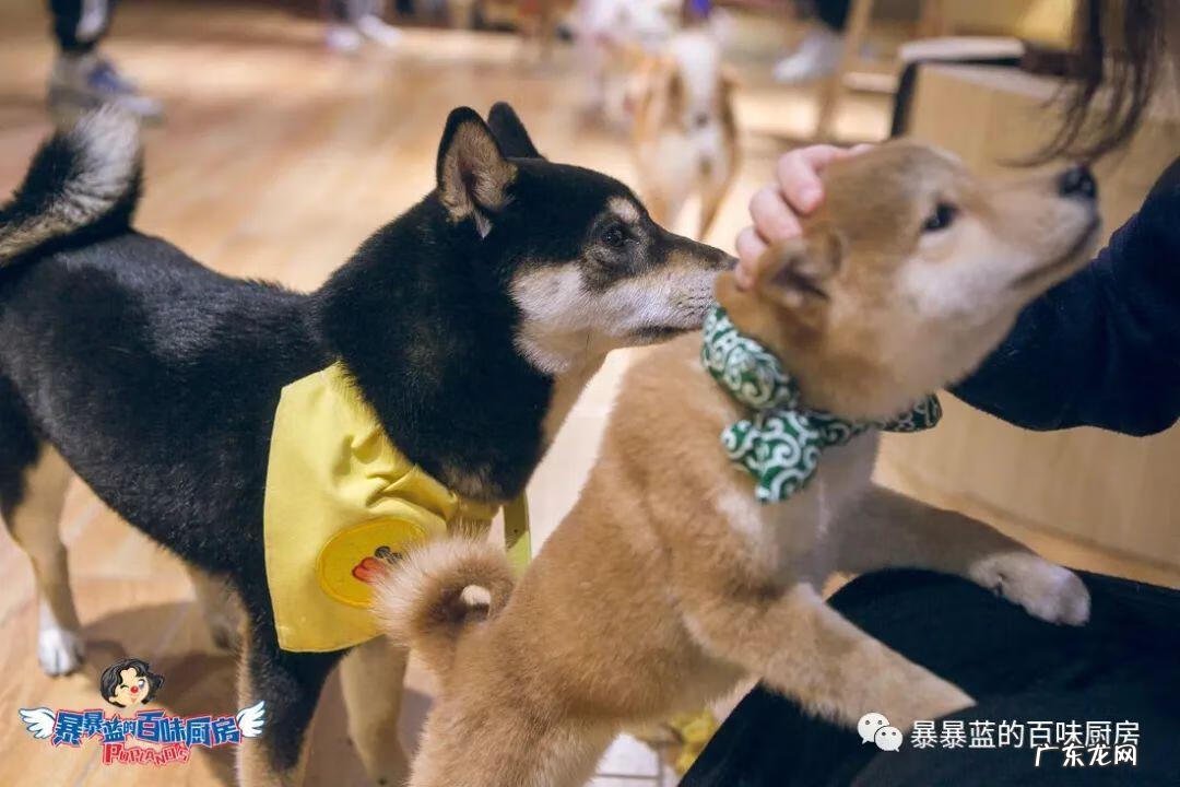 柴米豆 小柴豆柴