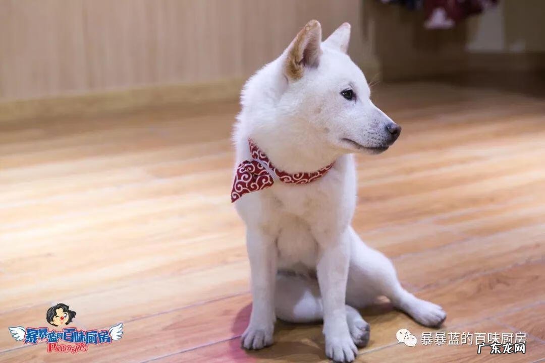 柴米豆 小柴豆柴