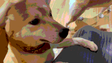 柴米豆 小柴豆柴