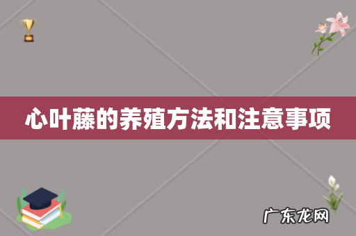 心叶藤的养殖方法和注意事项