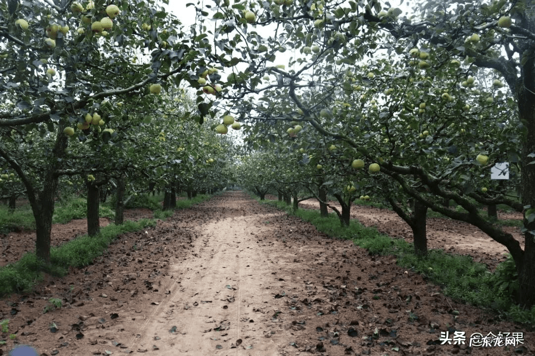 梨树亩产多少斤 梨子亩产多少斤