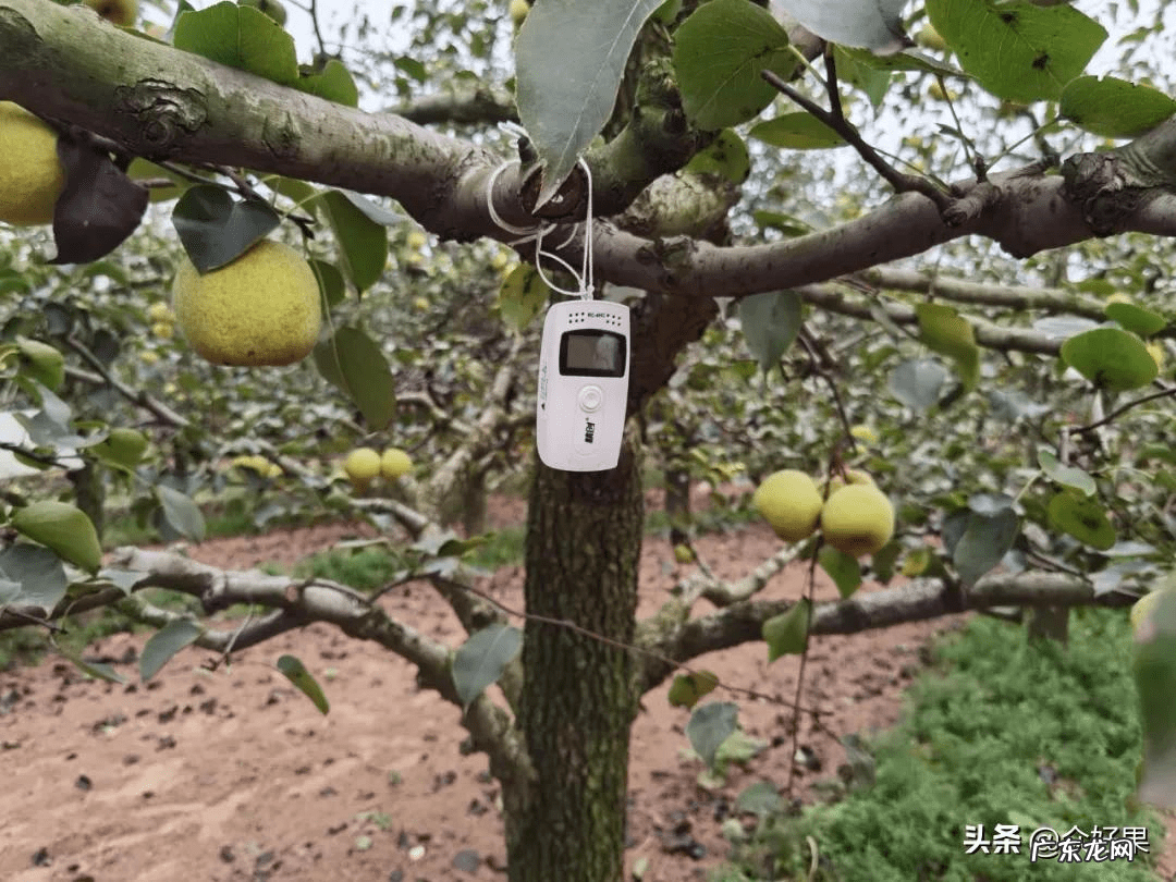 梨树亩产多少斤 梨子亩产多少斤