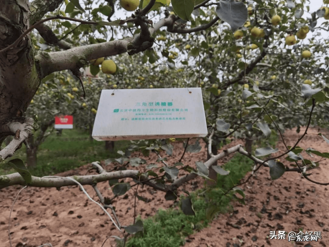 梨树亩产多少斤 梨子亩产多少斤