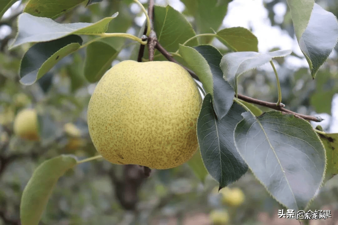 梨树亩产多少斤 梨子亩产多少斤