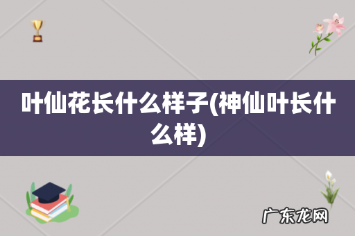 神仙叶长什么样 叶仙花长什么样子