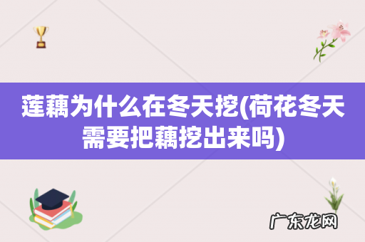 荷花冬天需要把藕挖出来吗 莲藕为什么在冬天挖