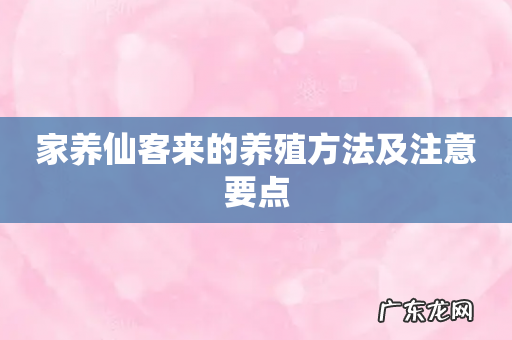 家养仙客来的养殖方法及注意要点