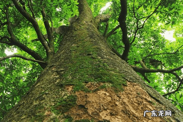 八字难学还是风水难学 楠木对风水影响
