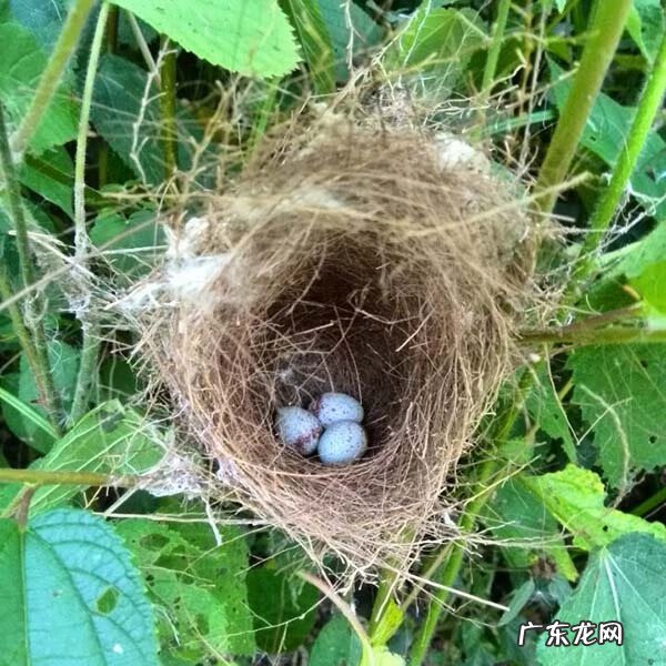 风水凤凰形状什么位置好 风水凤凰地