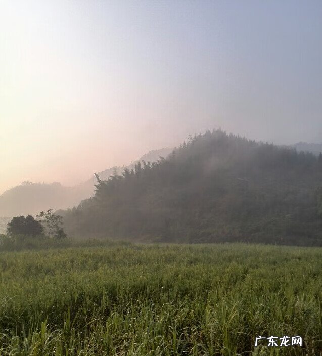 风水凤凰形状什么位置好 风水凤凰地