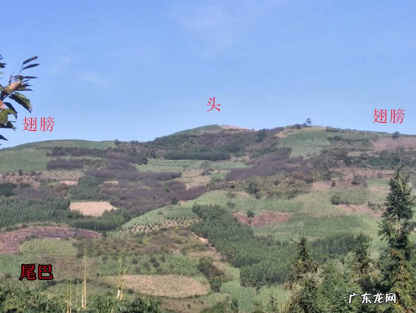 风水凤凰形状什么位置好 风水凤凰地