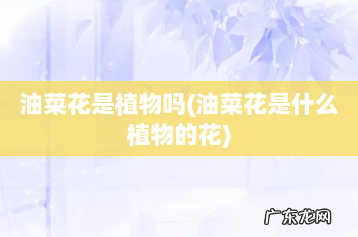 油菜花是什么植物的花 油菜花是植物吗