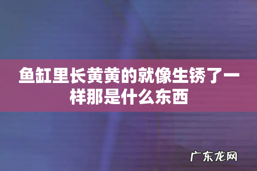 鱼缸里长黄黄的就像生锈了一样那是什么东西