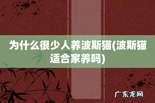 波斯猫适合家养吗 为什么很少人养波斯猫