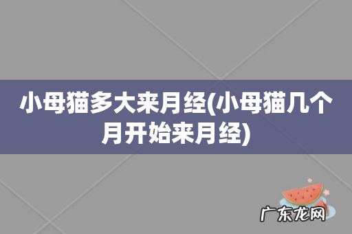 小母猫几个月开始来月经 小母猫多大来月经