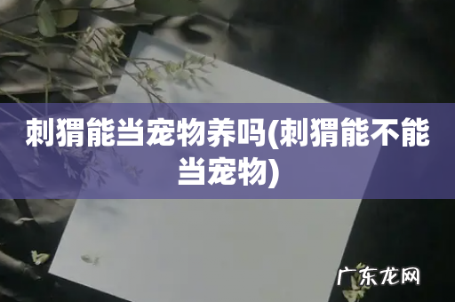 刺猬能不能当宠物 刺猬能当宠物养吗