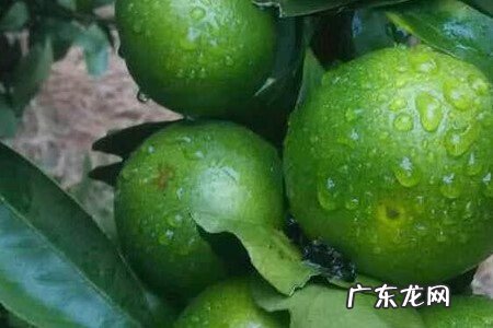 芦柑是上火的还是去火的 芦柑上火么