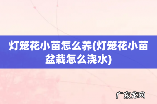 灯笼花小苗盆栽怎么浇水 灯笼花小苗怎么养
