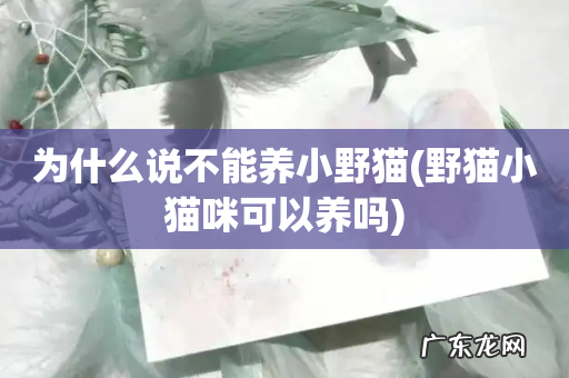 野猫小猫咪可以养吗 为什么说不能养小野猫