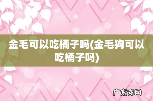 金毛狗可以吃橘子吗 金毛可以吃橘子吗