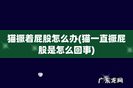 猫一直撅屁股是怎么回事 猫撅着屁股怎么办