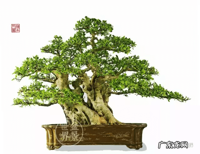 墙上长出榕树风水怎样 农村榕树风水