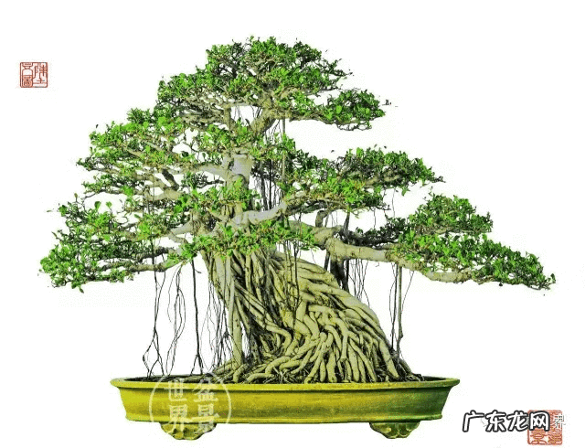 墙上长出榕树风水怎样 农村榕树风水