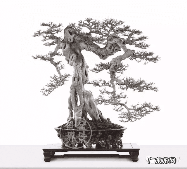 墙上长出榕树风水怎样 农村榕树风水