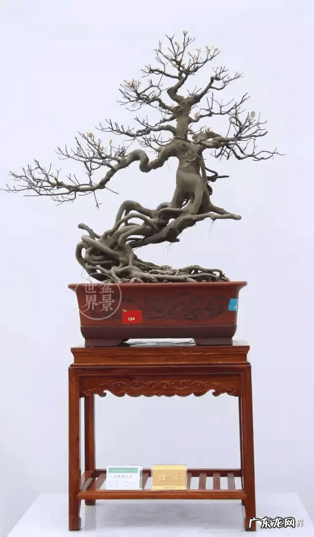 墙上长出榕树风水怎样 农村榕树风水