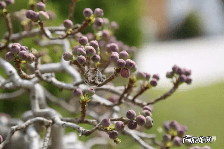 墙上长出榕树风水怎样 农村榕树风水