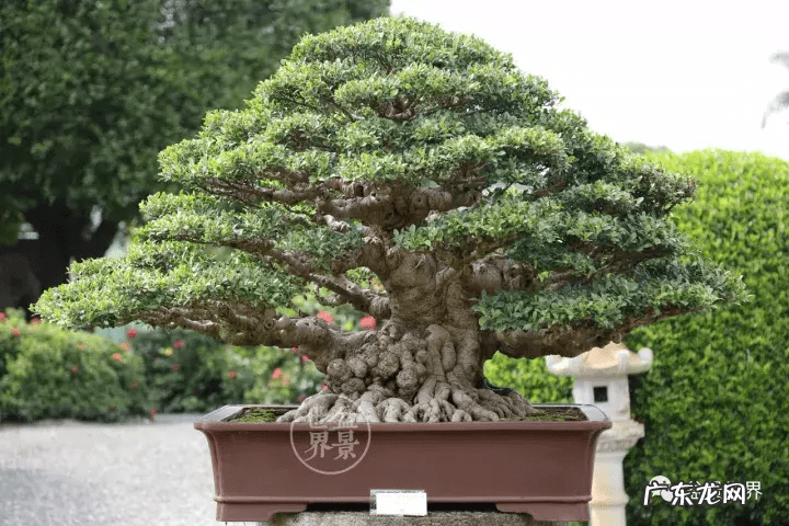 墙上长出榕树风水怎样 农村榕树风水